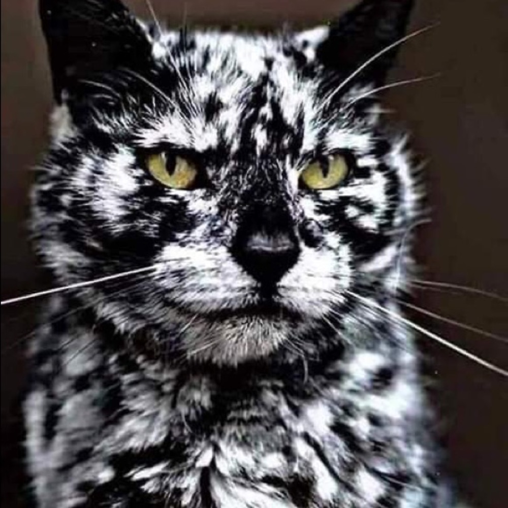 Meet your Posher, Denise